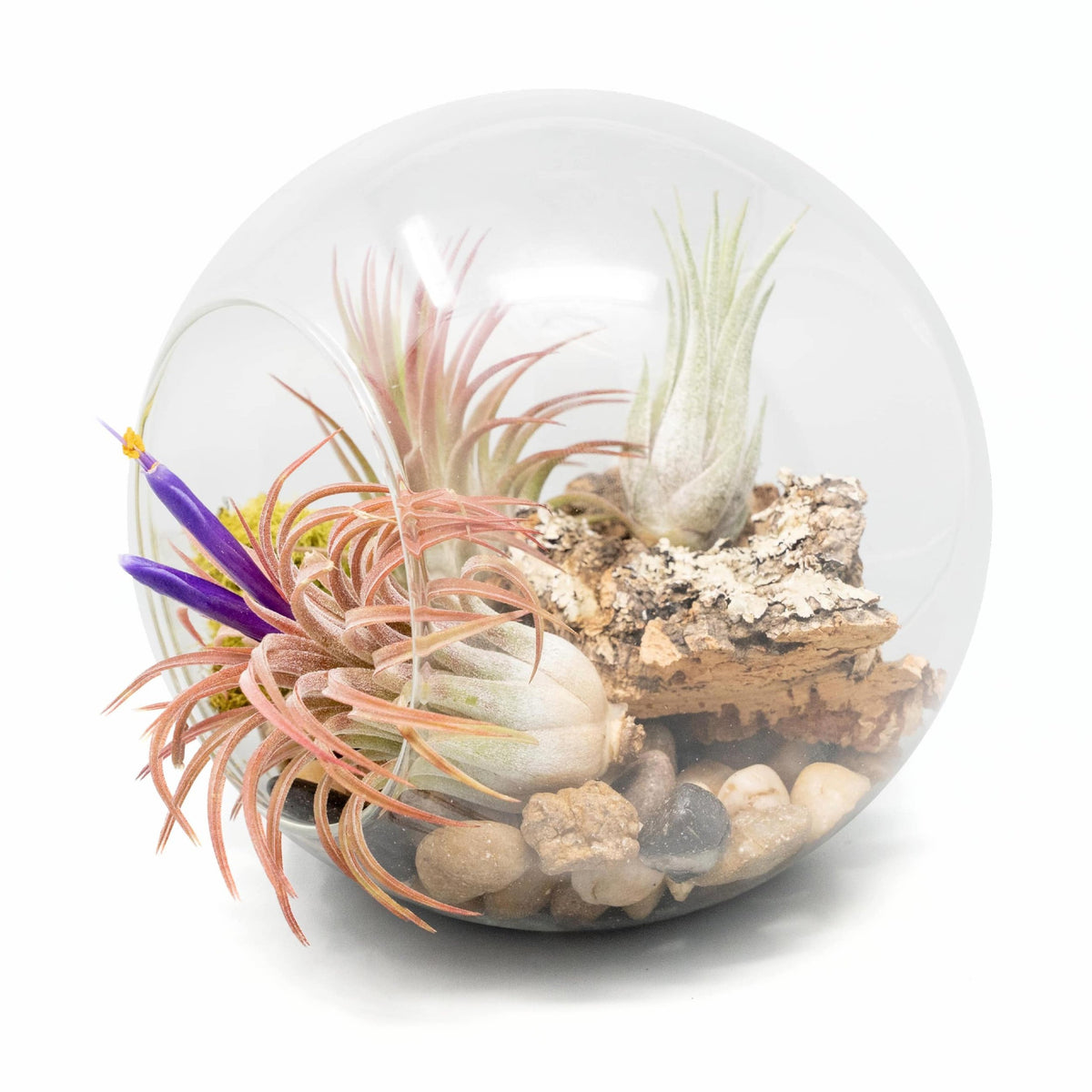 glass terrarium for air plants Large Hand-Blown Glass Terrarium with 3 Tillandsia Ionantha Air Plants –  essentially ree