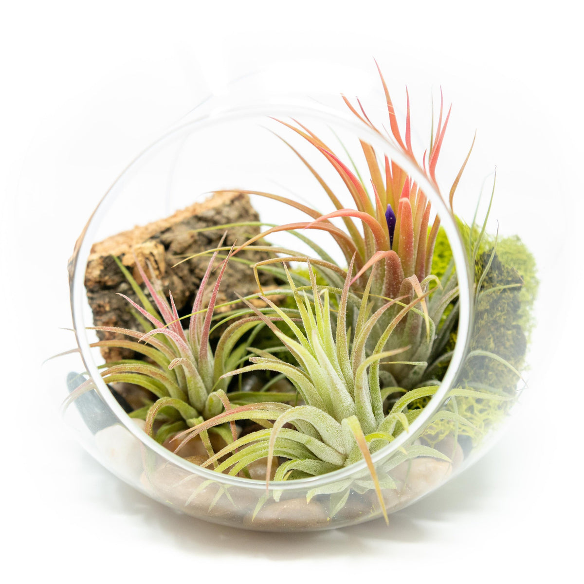 air plant glass terrarium Large Hand-Blown Glass Terrarium with 3 Tillandsia Ionantha Air Plants –  essentially ree