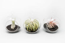 Load image into Gallery viewer, Mini Hanging Flat Bottom Beach Terrariums with White or Black Sand