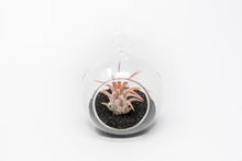 Load image into Gallery viewer, Mini Hanging Flat Bottom Beach Terrariums with White or Black Sand