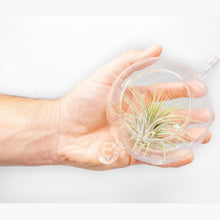 Load image into Gallery viewer, Hanging Globe Terrariums with Double-Hooks