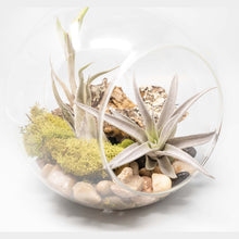 Load image into Gallery viewer, Large Hand-Blown Glass Terrarium with Tillandsia Caput Medusae &amp; Harrisii
