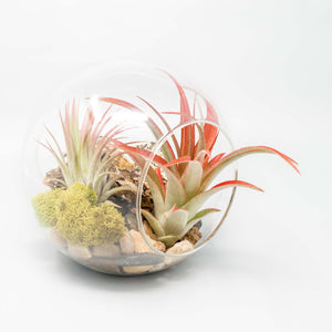 Large Hand-Blown Glass Terrarium with 2 Open Ends