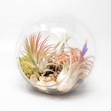 Load image into Gallery viewer, Large Hand-Blown Glass Terrarium with 3 Tillandsia Ionantha Air Plants
