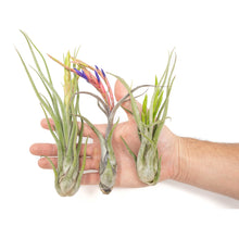 Load image into Gallery viewer, Large Tillandsia Caput Medusae Air Plants / 6-8 Inch Plants