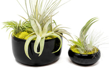 Load image into Gallery viewer, Large Fully Assembled Air Plant Bowl Garden