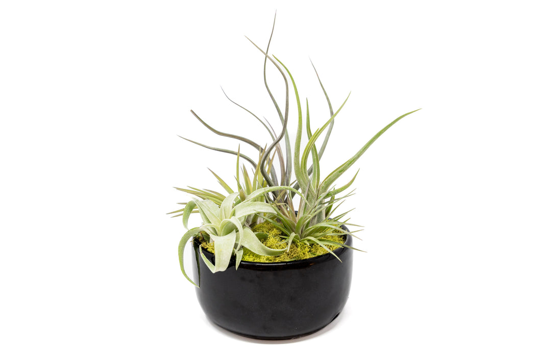 Large Fully Assembled Air Plant Bowl Garden