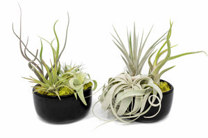 Large Fully Assembled Air Plant Bowl Garden