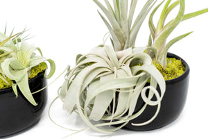 Large Fully Assembled Air Plant Bowl Garden