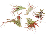 Load image into Gallery viewer, Large Tillandsia Red Abdita Air Plants / 5-6 Inch Plants