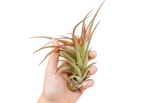 Load image into Gallery viewer, Large Tillandsia Red Abdita Air Plants / 5-6 Inch Plants