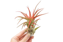 Load image into Gallery viewer, Large Tillandsia Red Abdita Air Plants / 5-6 Inch Plants