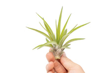 Load image into Gallery viewer, Large Tillandsia Velutina Air Plants / 4-6 Inch Plants