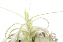 Load image into Gallery viewer, Large Tillandsia Xerographica / 6-8 Inches Wide