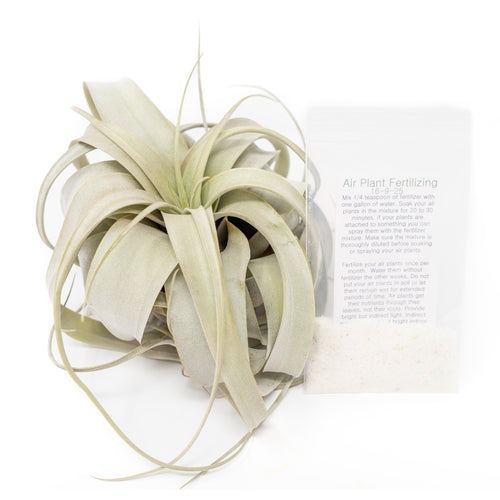 Large Tillandsia  Xerographica + 1 Year Air Plant Fertilizer Pack