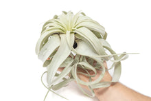 Load image into Gallery viewer, Large Tillandsia Xerographica / 6-8 Inches Wide