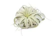 Load image into Gallery viewer, Large Tillandsia Xerographica / 6-8 Inches Wide