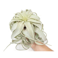 Load image into Gallery viewer, Large Tillandsia  Xerographica + 1 Year Air Plant Fertilizer Pack