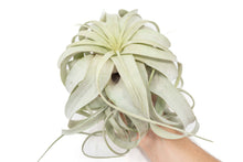 Load image into Gallery viewer, Large Tillandsia Xerographica / 6-8 Inches Wide