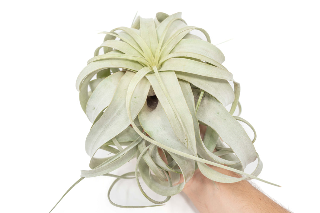 Large Tillandsia Xerographica / 6-8 Inches Wide