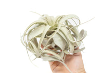 Load image into Gallery viewer, Medium Tillandsia  Xerographica Air Plant / 5-6 Inches Wide