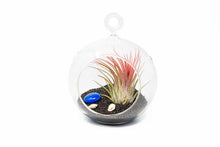 Load image into Gallery viewer, Beach Terrarium in Flat Bottom Globe with Black Sand and Tillandsia Ionantha
