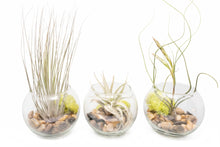 Load image into Gallery viewer, Complete Bubble Trio Terrariums with Tillandsia Juncea, Butzii, and Harrisii Air Plants