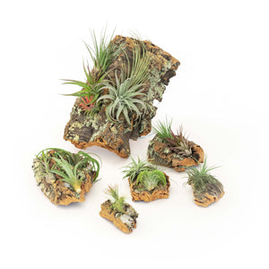 Large Cork Bark Display with 5 Tillandsia Air Plants & Waterproof Glue - About 10 X 16 Inches