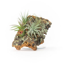 Load image into Gallery viewer, Large Cork Bark Display with 5 Tillandsia Air Plants &amp; Waterproof Glue - About 10 X 16 Inches