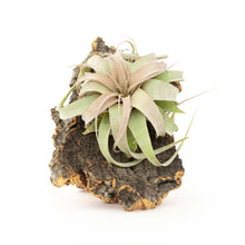 Load image into Gallery viewer, Medium Cork Bark Display with Mini Tillandsia Xerographica -  Approximately 7 X 9 Inches