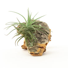 Load image into Gallery viewer, Cork Bark Chunk Display with Assorted Tillandsia Air Plant - Approximately 2 x 4 Inches