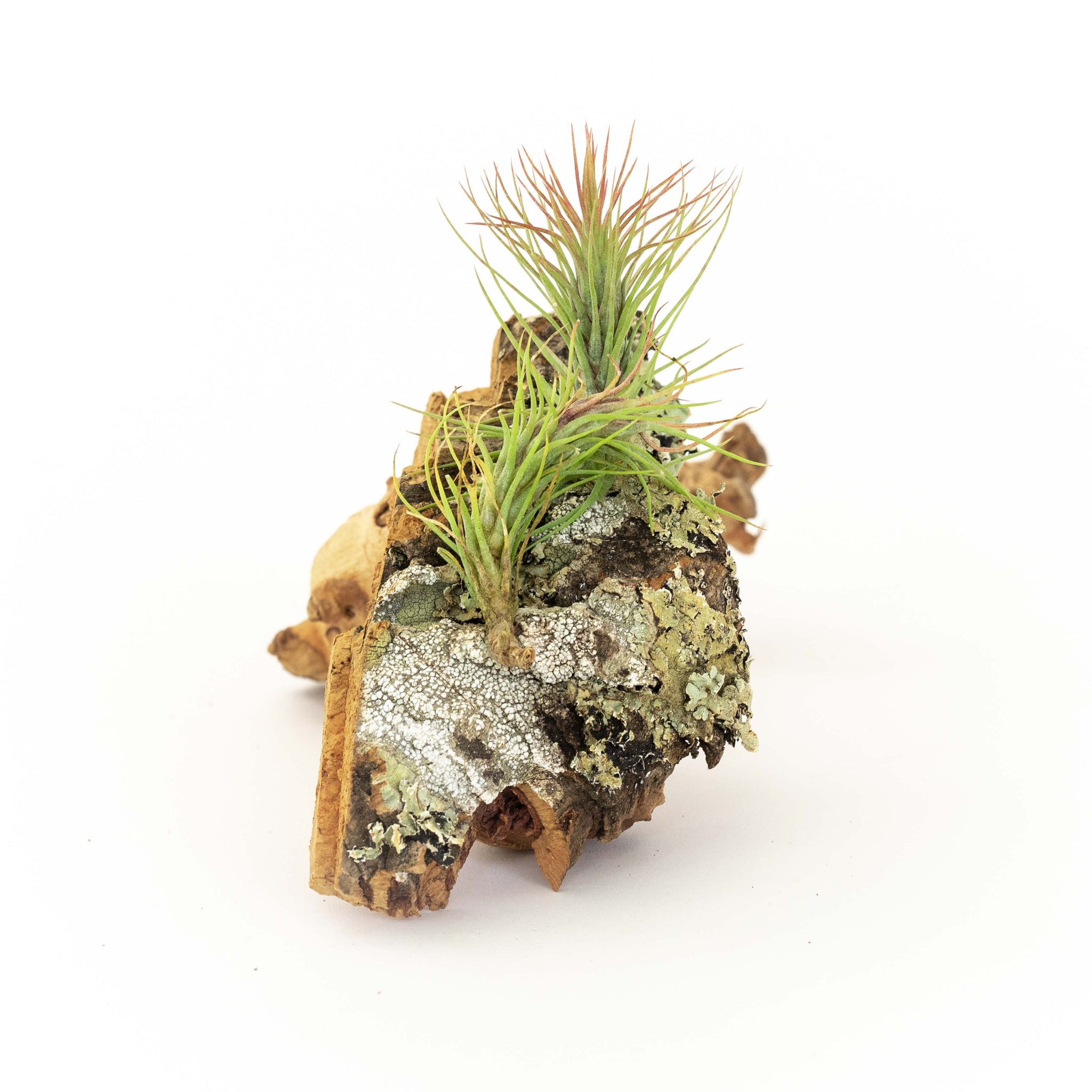 air plant cork Cork Bark Chunk Display with Assorted Tillandsia Air Plant
