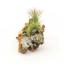 Load image into Gallery viewer, Cork Bark Chunk Display with Assorted Tillandsia Air Plant - Approximately 2 x 4 Inches