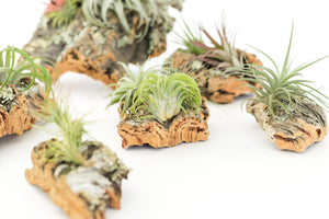 Medium Cork Bark Display with 4 Tillandsia Air Plants & Waterproof Glue -  Approximately 7 X 9 Inches