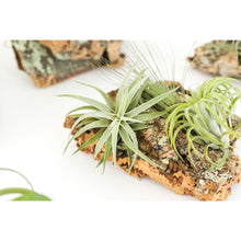 Load image into Gallery viewer, Large Cork Bark Display with 5 Tillandsia Air Plants &amp; Waterproof Glue - About 10 X 16 Inches