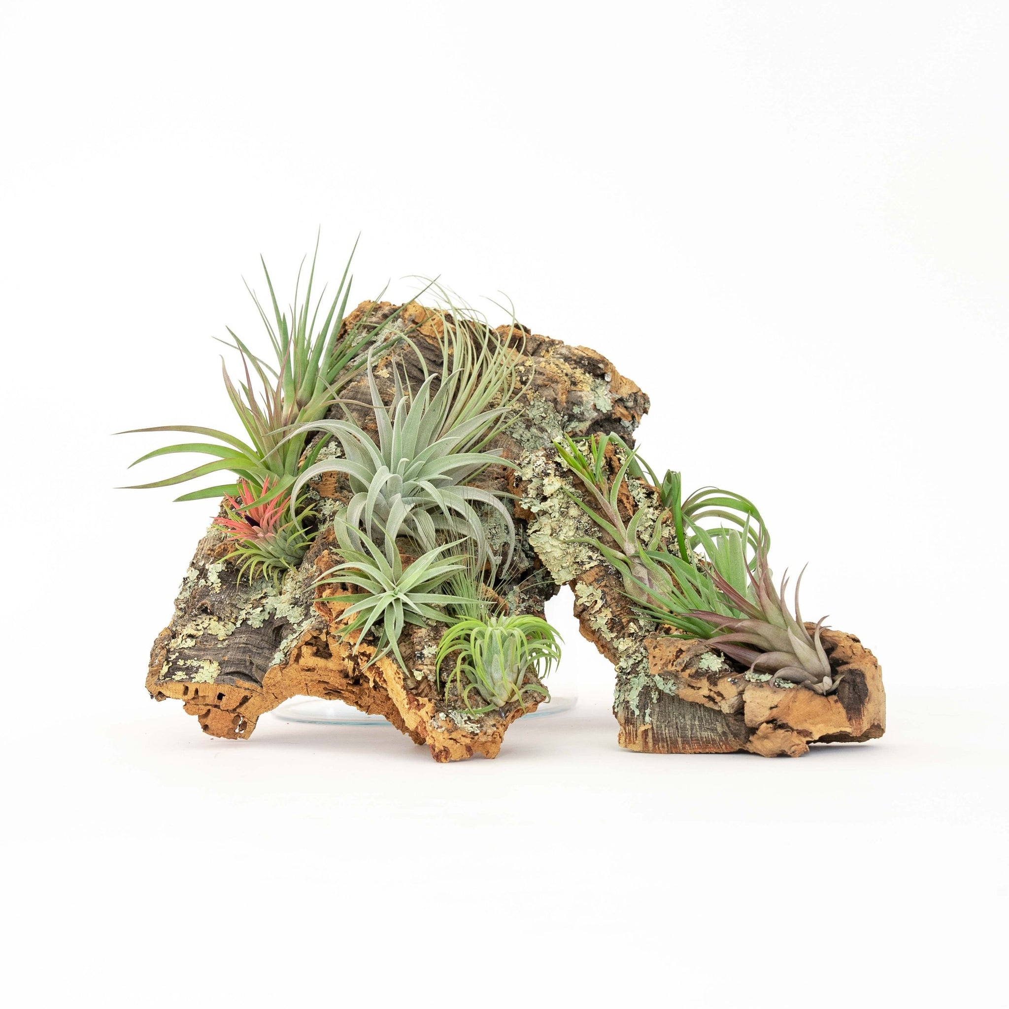 Large Cork Bark Display with 5 Tillandsia Air Plants & Waterproof Glue –  essentially ree