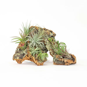 Large Cork Bark Display with 5 Tillandsia Air Plants & Waterproof Glue - About 10 X 16 Inches