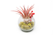 Load image into Gallery viewer, Festive Terrarium with Green Reindeer Moss, Berry Sprig, &amp; Tillandsia Red Abdita Air Plant