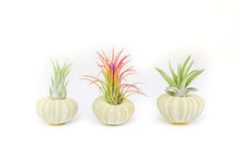Load image into Gallery viewer, Green Urchins with Tillandsia Air Plants - Set of 3, 6 or 9