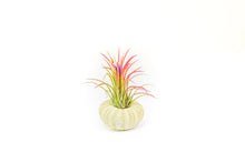 Load image into Gallery viewer, Green Urchins with Tillandsia Air Plants - Set of 3, 6 or 9