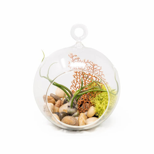 Hanging Tillandsia Bulbosa Guatemala Flat Bottom Globe Terrarium with Stones, Sea Fan, & Chartreuse Reindeer Moss