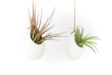 Load image into Gallery viewer, Gift Wrapped Large Ivory Ceramic Vase With Assorted Tillandsia Air Plant