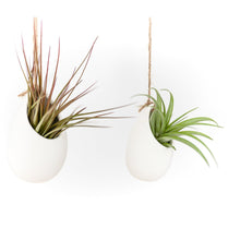 Load image into Gallery viewer, Large Ivory Ceramic Container - Choose Your Custom Tillandsia Air Plant