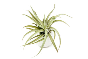 Gift Wrapped Large Ivory Ceramic Vase With Assorted Tillandsia Air Plant