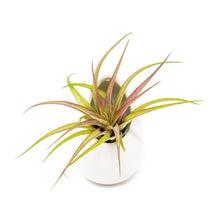 Load image into Gallery viewer, Large Ivory Ceramic Container - Choose Your Custom Tillandsia Air Plant