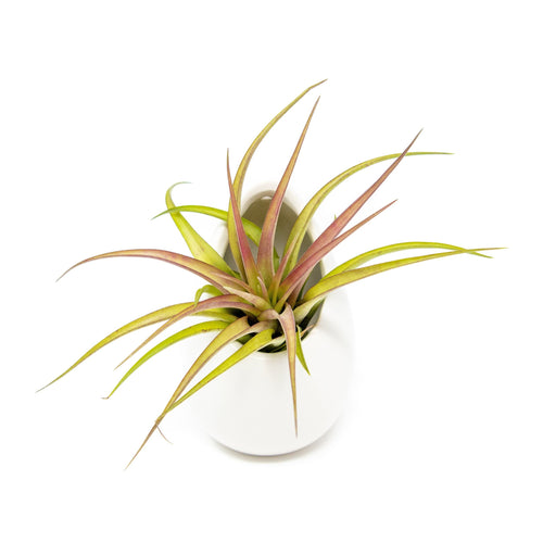 Large Ivory Ceramic Container - Choose Your Custom Tillandsia Air Plant