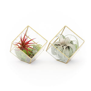 Heptahedron Geometric Glass Terrariums - Set of 2 - with Tillandsia Red Abdita, Ionantha and Small Xerographica