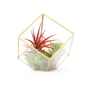 Heptahedron Geometric Glass Terrarium - Gold Metallic Finish - Trendy Holder For Tillandsia Air Plants