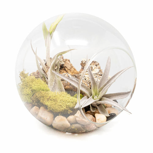 Large Hand-Blown Glass Terrarium with Tillandsia Caput Medusae & Harrisii