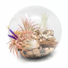 Load image into Gallery viewer, Large Hand-Blown Glass Terrarium with 3 Tillandsia Ionantha Air Plants